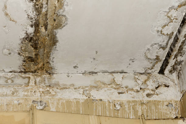 Best Mold Remediation for Healthcare Facilities  in Dade City North, FL